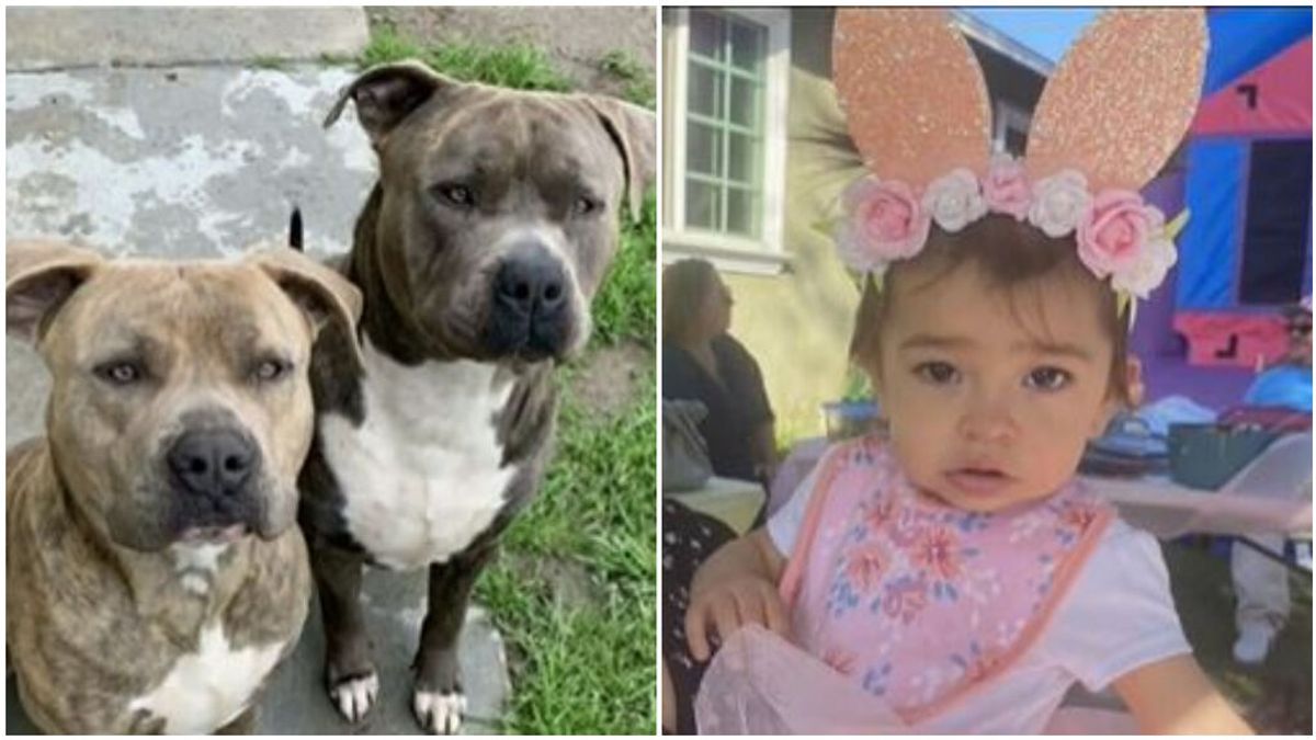 Una madre mata a puñaladas a un pitbull para salvar a su hija de un año en California