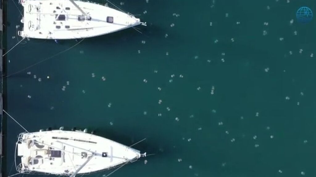 Las medusas invaden el puerto de la ciudad italiana de Trieste