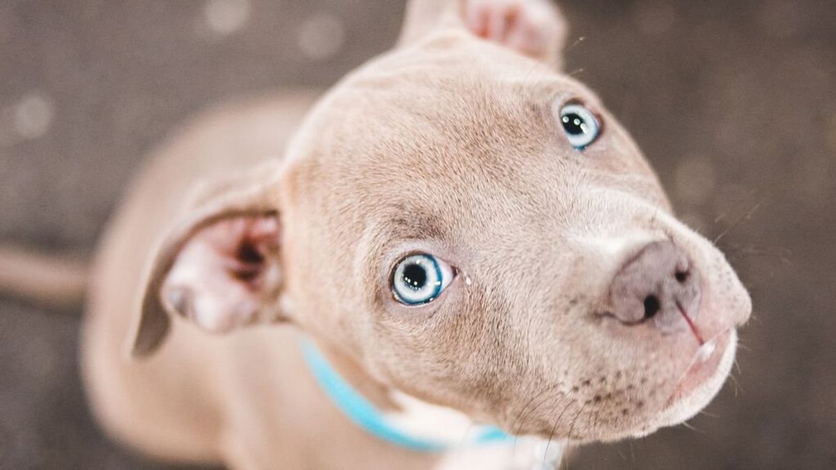 Un gran estudio afirma que la raza sólo influye un 9% en el comportamiento de los perros Un gran estudio afirma que la raza sólo influye un 9% en el comportamiento de los perros