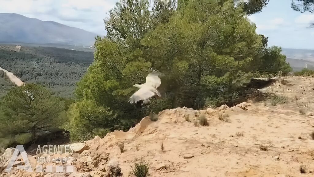 Liberan un buitre leonado en un parque natural de Granada