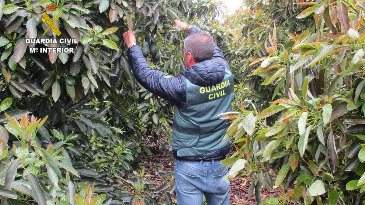 Los ladrones se ceban con los campos de aguacate: detenidos por robar cuatro toneladas en Sagunto Los ladrones se ceban con los campos de aguacate: detenidos por robar cuatro toneladas en Sagunto