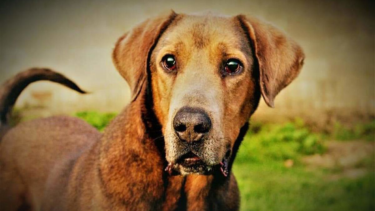 Llamamiento en Lugo para adoptar a Suevo, un perro a punto de quedarse ciego Llamamiento en Lugo para adoptar a Suevo, un perro a punto de quedarse ciego