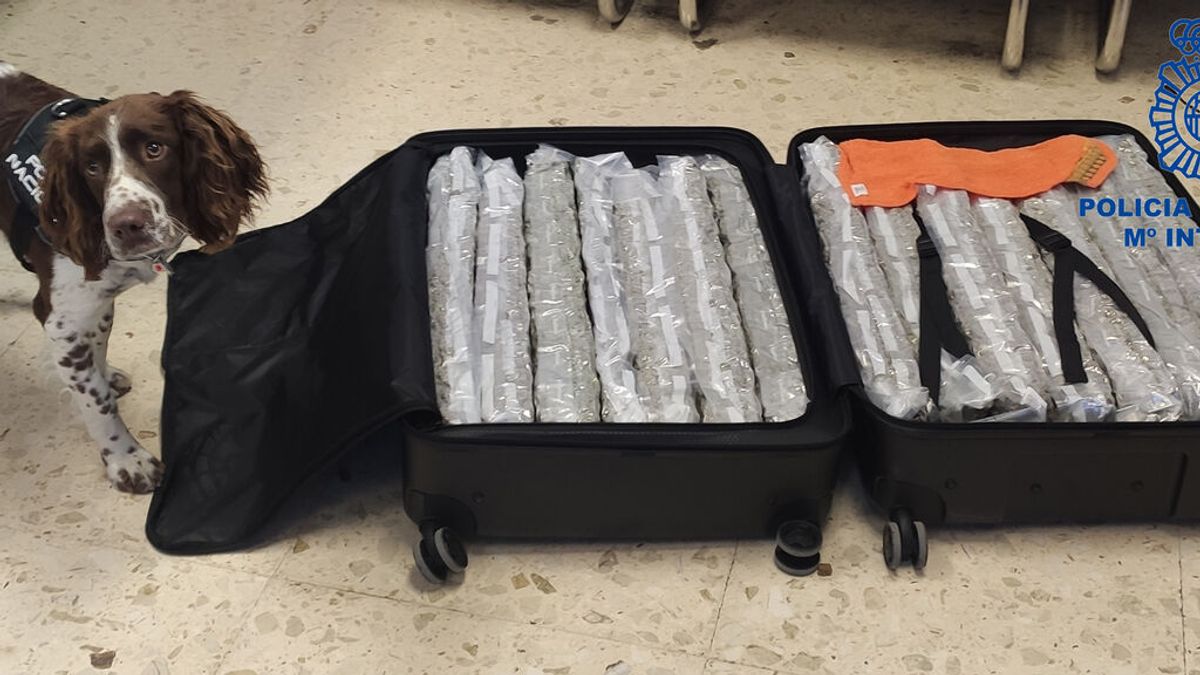 Detenida en el aeropuerto de Valencia tras facturar una maleta con casi 15 kilos de marihuana con destino Londres
