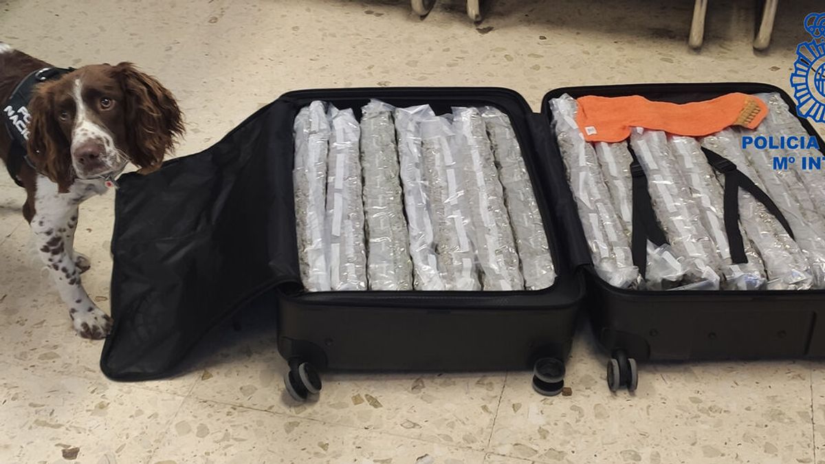 Detenida en el aeropuerto de Valencia tras facturar una maleta con casi 15 kilos de marihuana con destino Londres Detenida en el aeropuerto de Valencia tras facturar una maleta con casi 15 kilos de marihuana con destino Londres