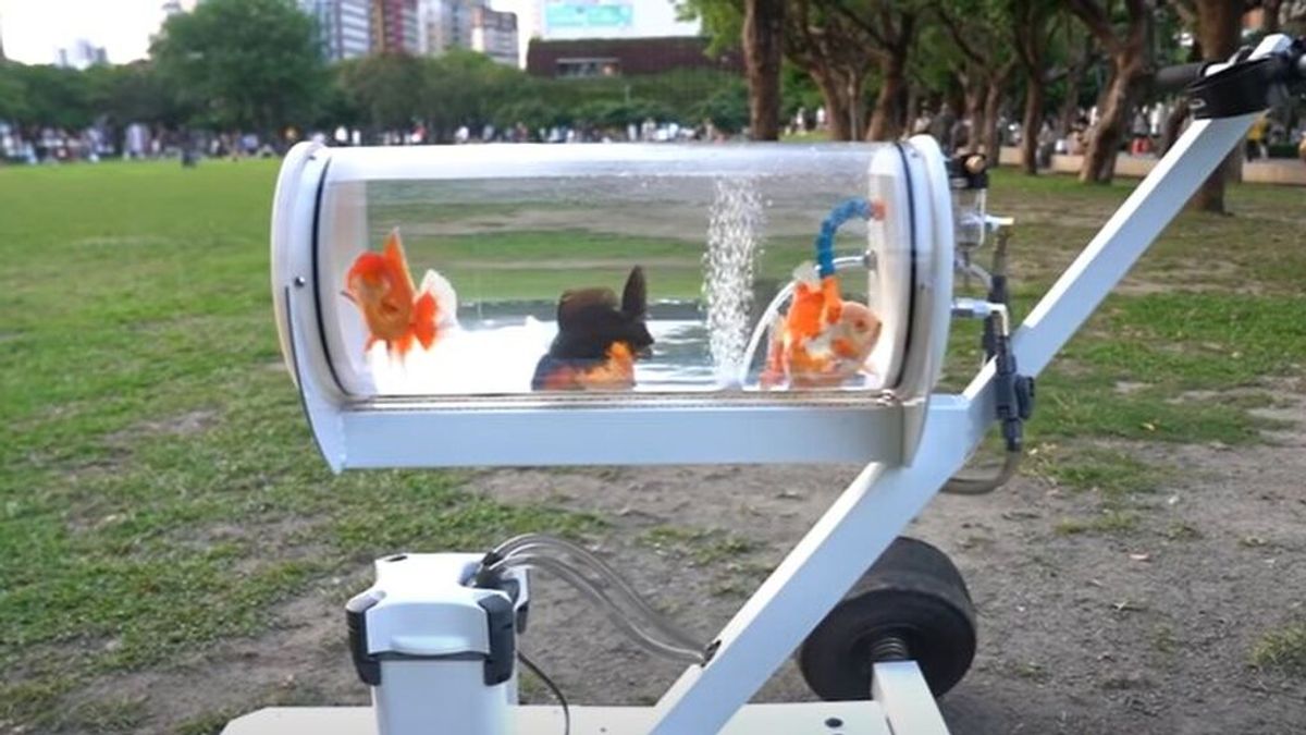 Un youtuber crea una pecera portátil para sacar a pasear a sus peces