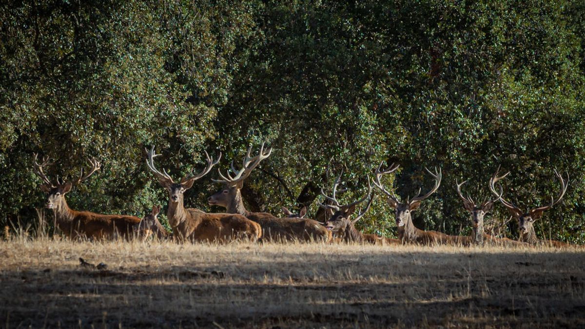 Investigan la muerte de decenas de ciervos en el Parque Natural Sierra de Baza Investigan la muerte de decenas de ciervos en el Parque Natural Sierra de Baza