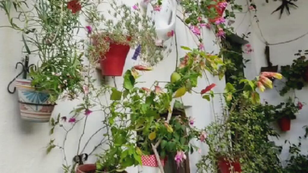 El patio de los ‘letreritos’ de Córdoba, un cartel por planta: “Es botánica de andar por casa, le pongo como se dice aquí”