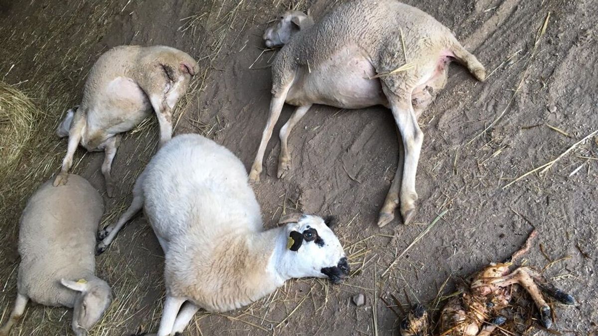Ovejas muertas por el ataque de un lobo Ovejas muertas por el ataque de un lobo