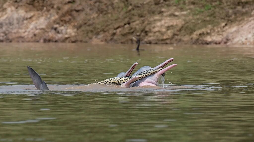 La imagen de un grupo de delfines jugando con una anaconda en Bolivia desconcierta a los científicos