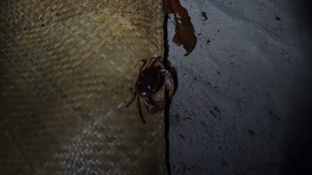 Cangrejo de Cayos Cochinos