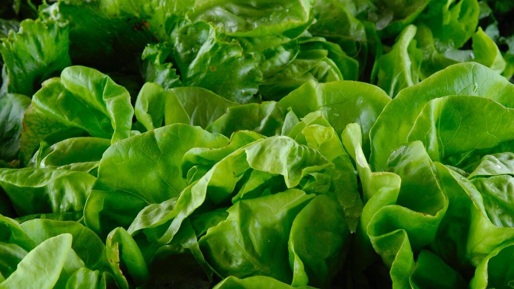 lechuga