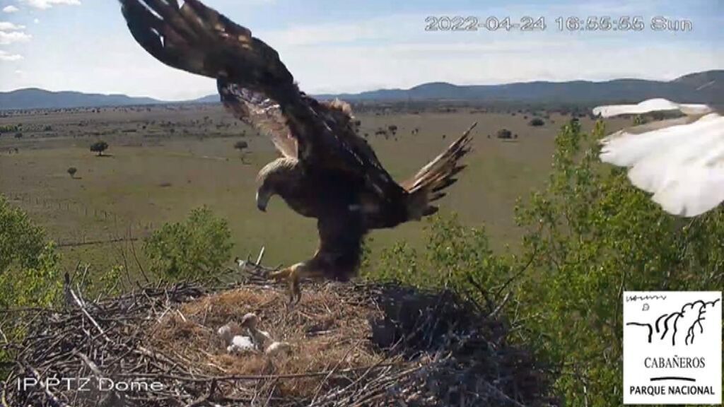 Un águila real se lleva un polluelo del nido pese a la resistencia de la 'mamá cigüeña'