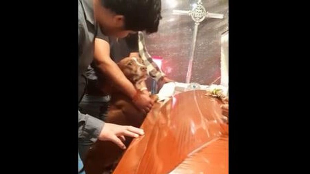 Se vuelve viral el último y emotivo adiós de un perro a su dueña durante el funeral