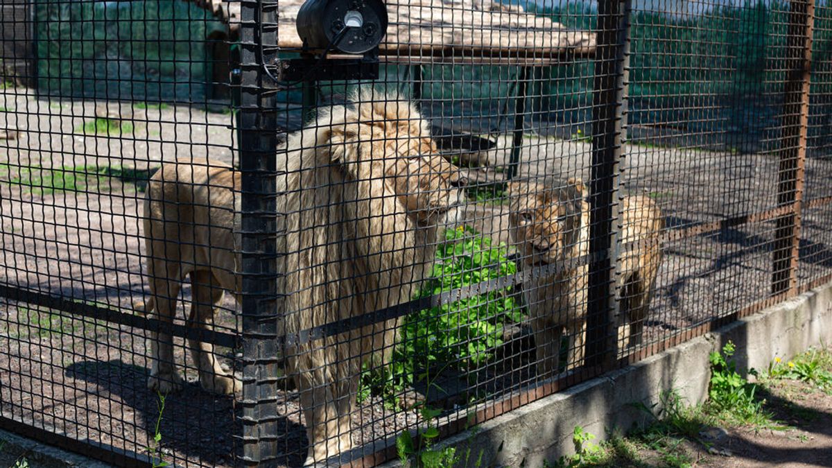 El zoo de Járkov denuncia la muerte de un voluntario de 15 años en un bombardeo ruso El zoo de Járkov denuncia la muerte de un voluntario de 15 años en un bombardeo ruso
