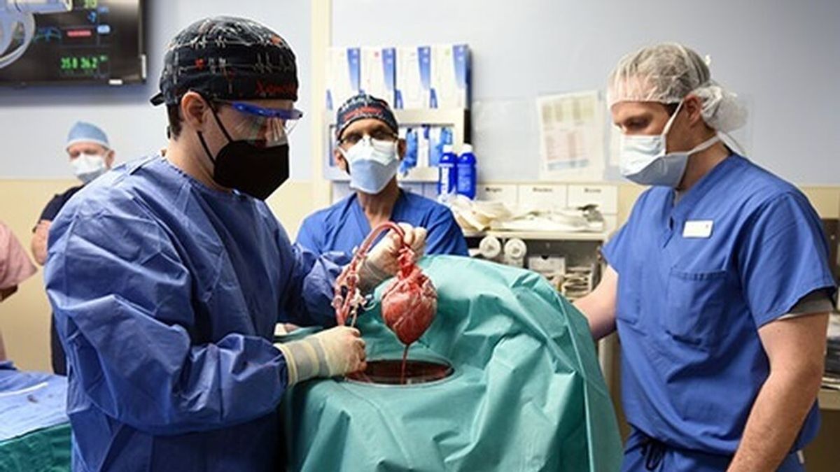 El corazón de cerdo del primer trasplante a un humano que murió en dos meses tenía un virus porcino