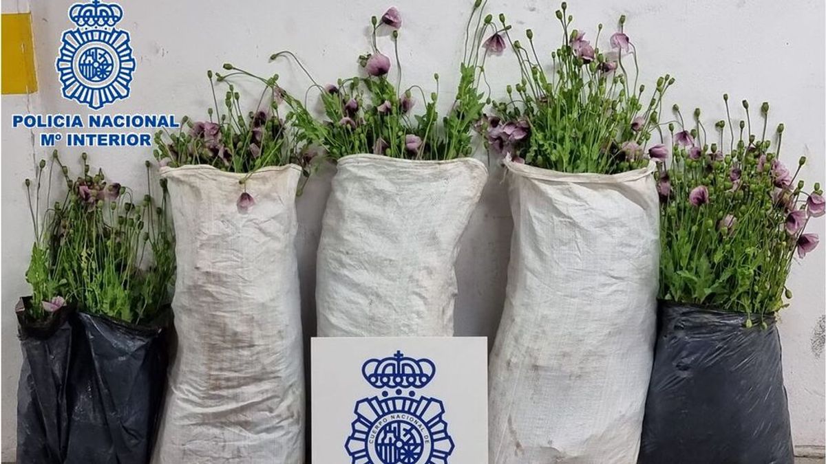Incautan en Algeciras 867 plantas de adormideras: la planta de la que se obtiene el opio Incautan en Algeciras 867 plantas de adormideras: la planta de la que se obtiene el opio