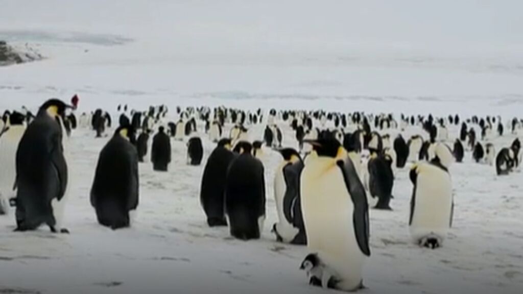El pingüino emperador, en peligro de extinción