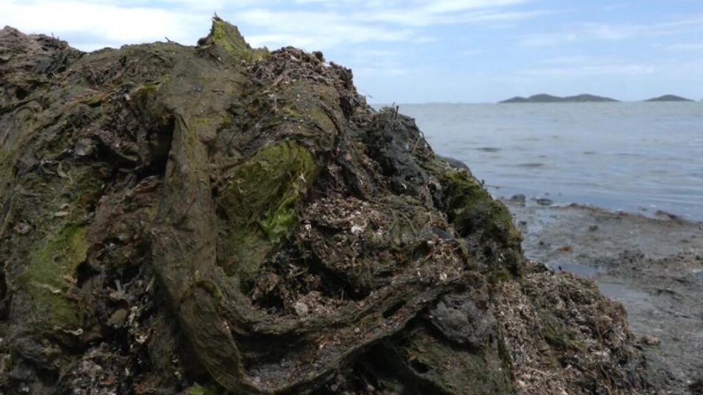Contaminación en el Mar Menor