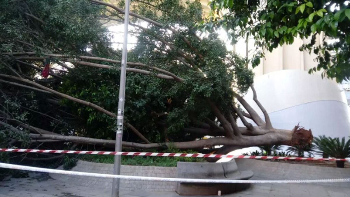 Se desploma en Sevilla el ficus centenario de la Encarnación por "pudrición" Se desploma en Sevilla el ficus centenario de la Encarnación por "pudrición"