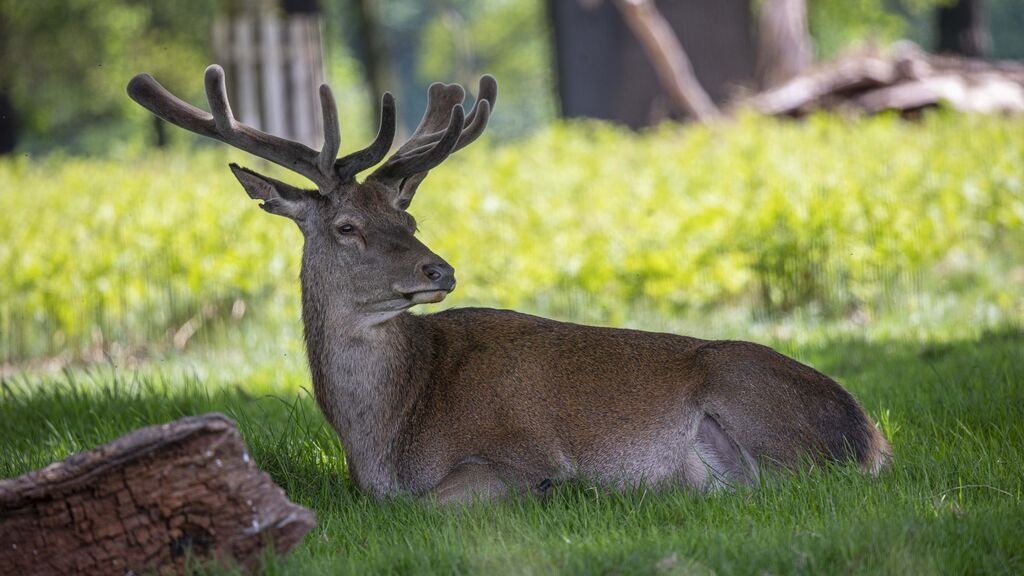Una bacteria, la causa de la muerte de casi 100 ciervos en Baza, Granada