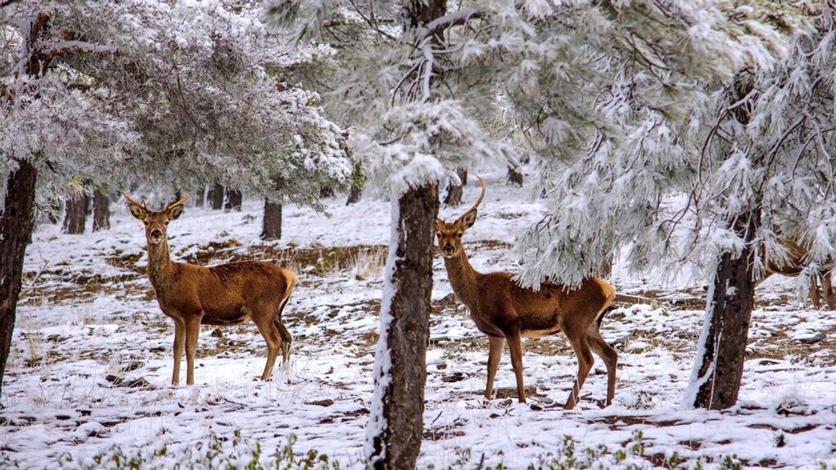 Una bacteria causa la muerte de un centenar de ciervos en la Sierra de Baza Una bacteria causa la muerte de un centenar de ciervos en la Sierra de Baza