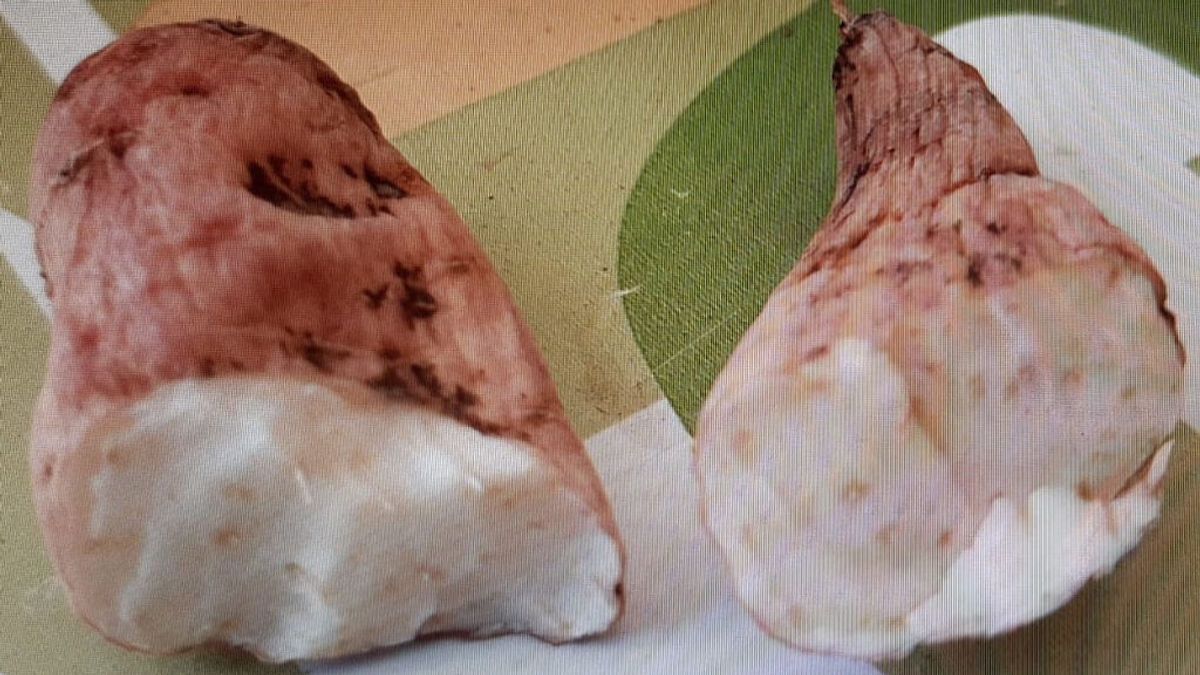 Alerta en Bergondo por un tubérculo que causó la muerte por envenenamiento de un vecino Alerta en Bergondo por un tubérculo que causó la muerte por envenenamiento de un vecino