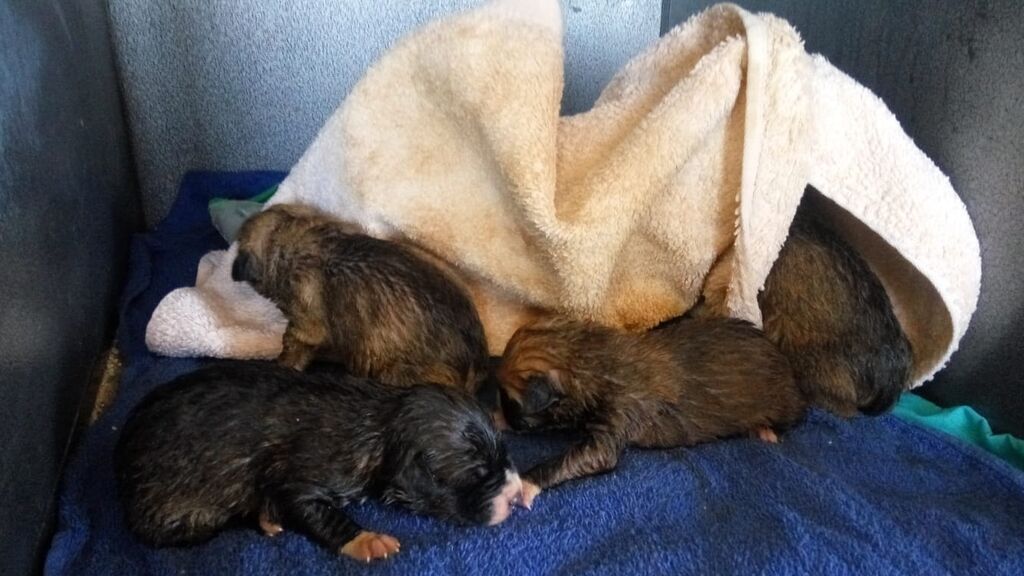 EuropaPress_1697727_buscan_responsable_abandono_ocho_cachorros_cuatro_ellos_encontrados_muertos