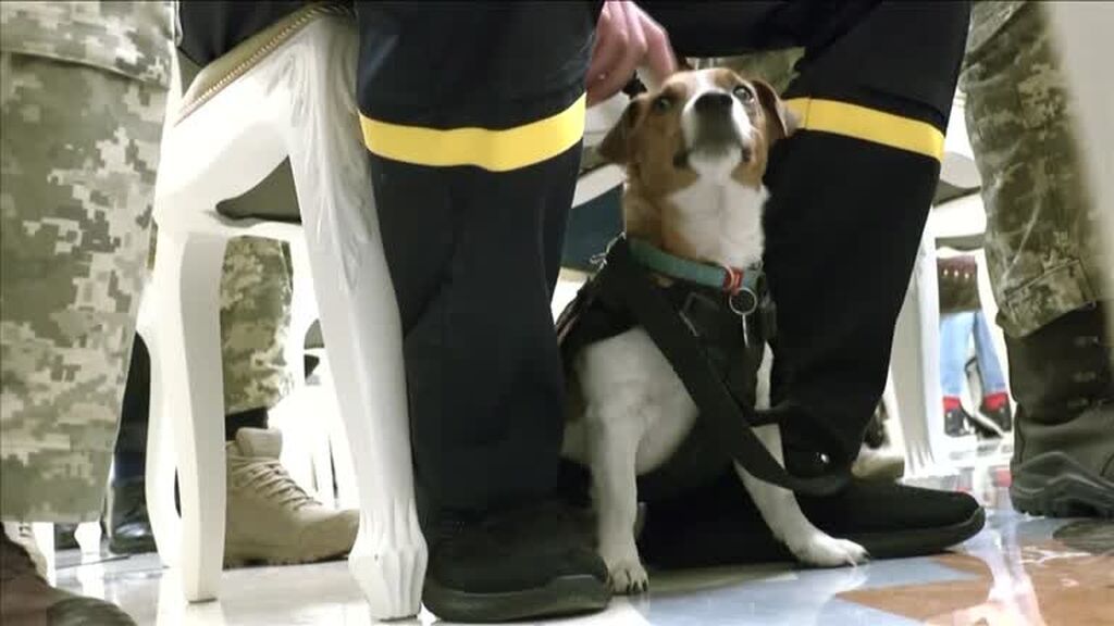 Ucrania concede una medalla a Patrón, el perro detector de bombas