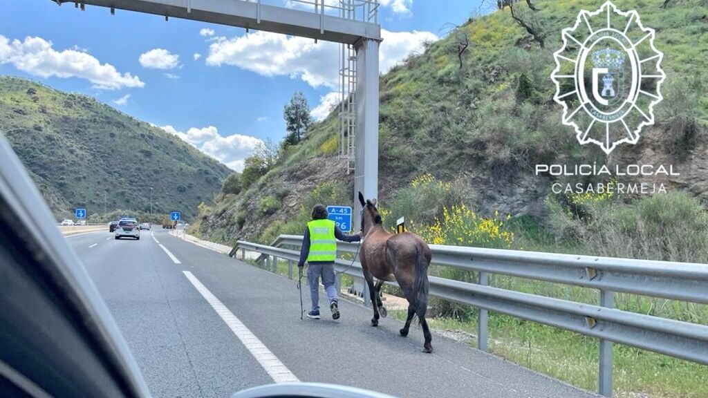 Un caballo desbocado por la autovía A-45 en Casabermeja siembra el pánico entre los conductores