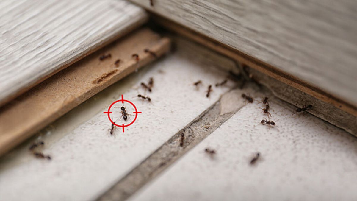 Cómo evitar las hormigas en la cocina