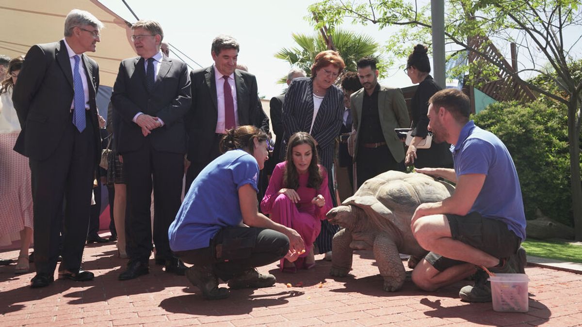 La reina Letizia conoce a Darwin, la tortuga gigante del Oceanogràfic de Valencia La reina Letizia conoce a Darwin, la tortuga gigante del Oceanogràfic de Valencia