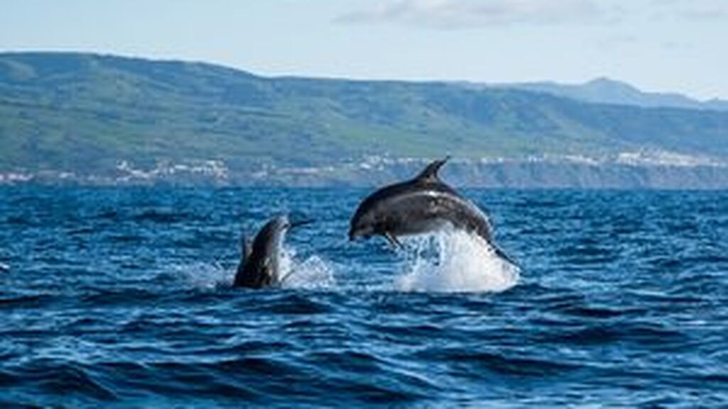 Azores-Avistamiento-de-Ballenas