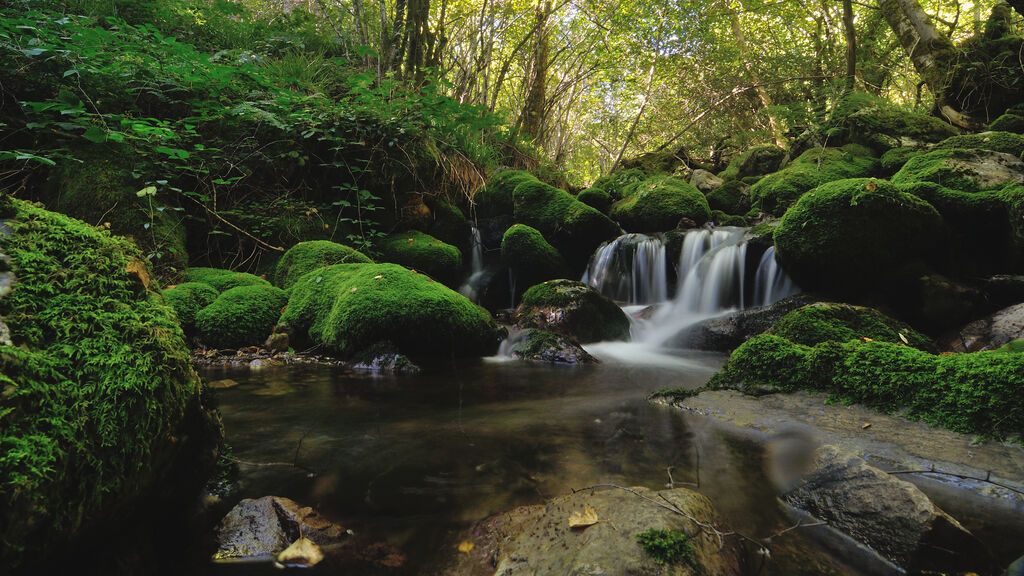 Bosque_de_Muniellos_01