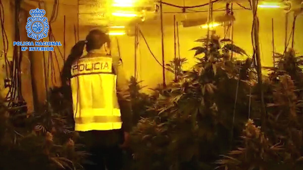 Incautan más de un millón de euros en marihuana a una organización dedicada al tráfico de drogas en Alicante Incautan más de un millón de euros en marihuana a una organización dedicada al tráfico de drogas en Alicante