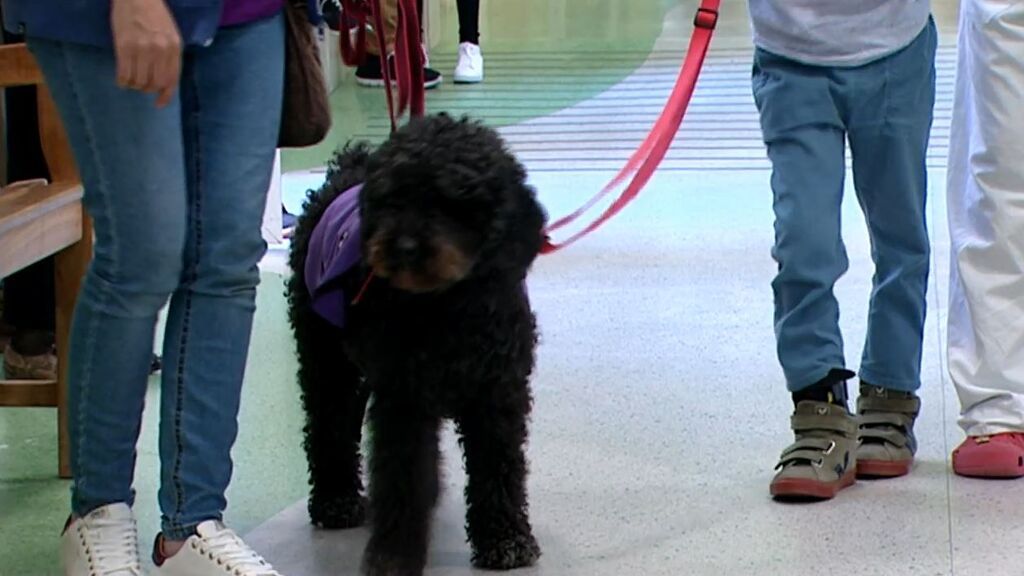 El Hospital Niño Jesús de Madrid prueba con éxito una terapia con perros para niños con lesiones cerebrales