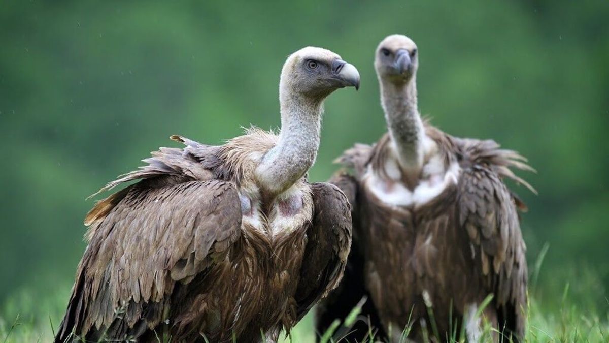 Clausuran el centro de recuperación de fauna salvaje de Urnieta por un brote de gripe aviar Clausuran el centro de recuperación de fauna salvaje de Urnieta por un brote de gripe aviar