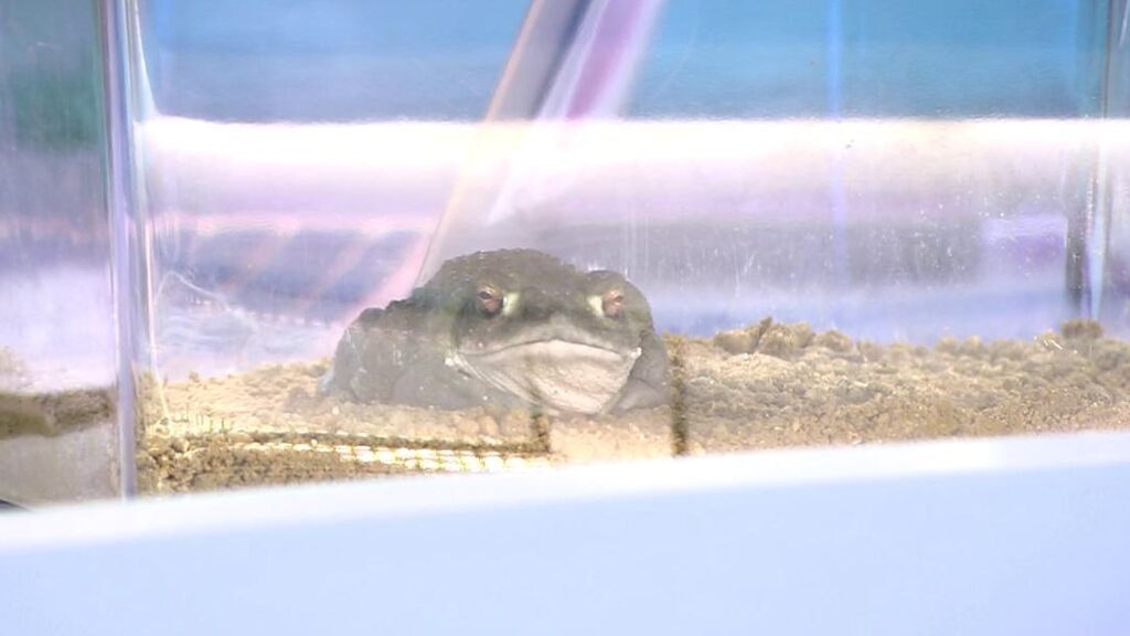 2022_05_12-1850-REC_Telecinco_REC.ts.0x0.148714330364100