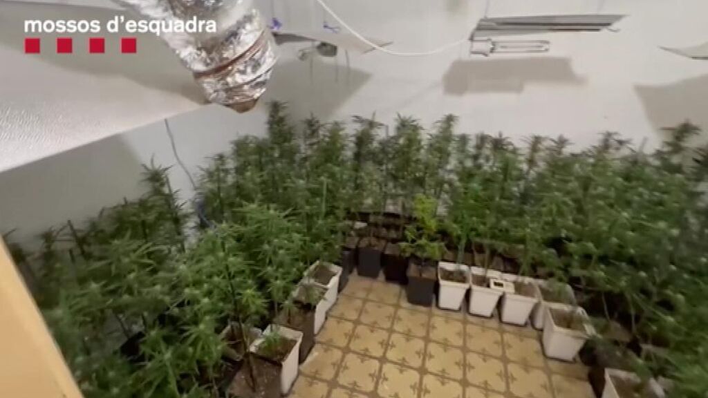 31 detenidos por 22 plantaciones de marihuana en Cataluña