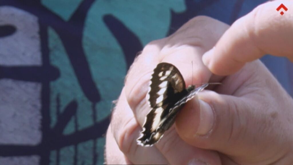 Las playas metropolitanas de Barcelona se han convertido en un paraíso para las mariposas