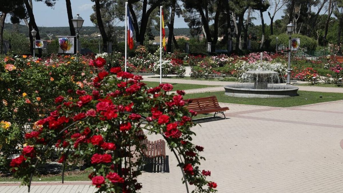 La Rosaleda del parque del Oeste elige la rosa más bonita de Madrid en un concurso