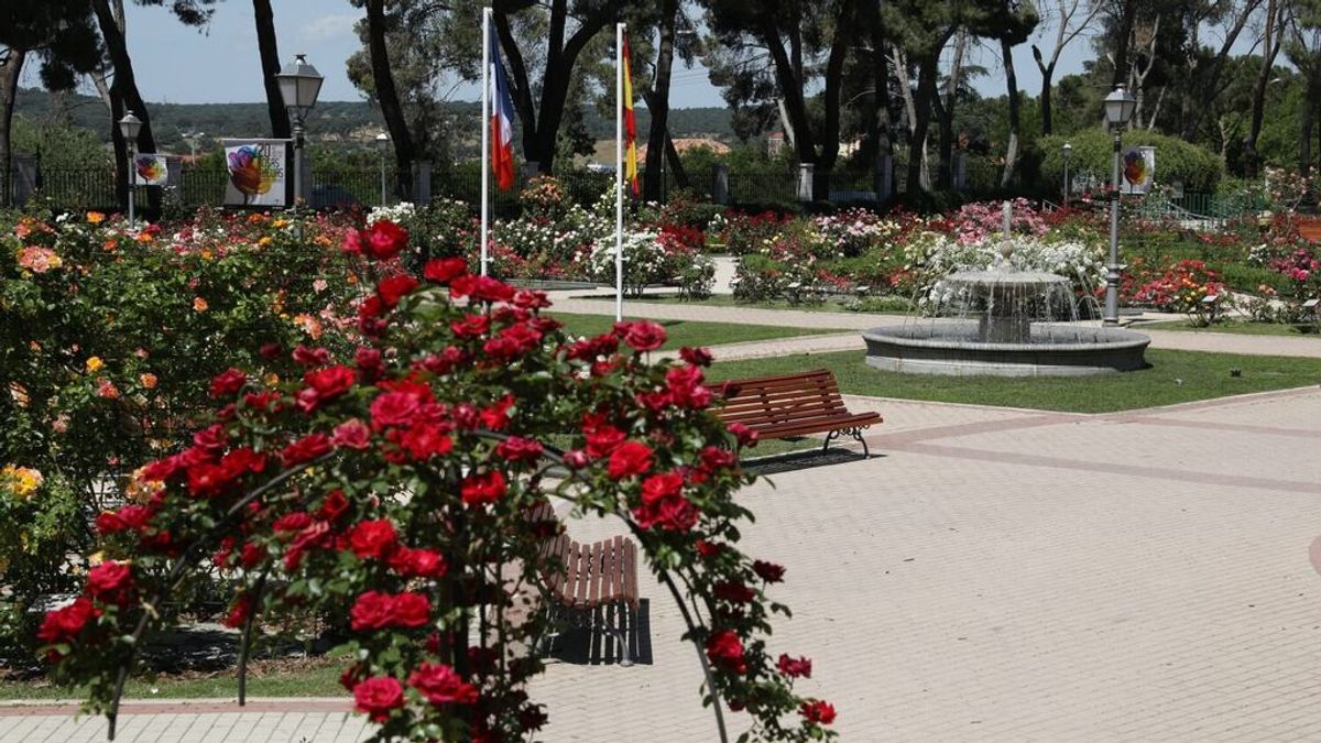 La Rosaleda del parque del Oeste elige la rosa más bonita de Madrid en un concurso La Rosaleda del parque del Oeste elige la rosa más bonita de Madrid en un concurso