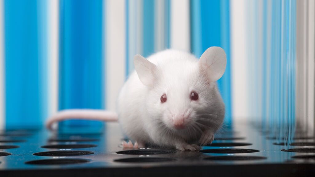Cautela ante el último avance en ratones contra el alzhéimer