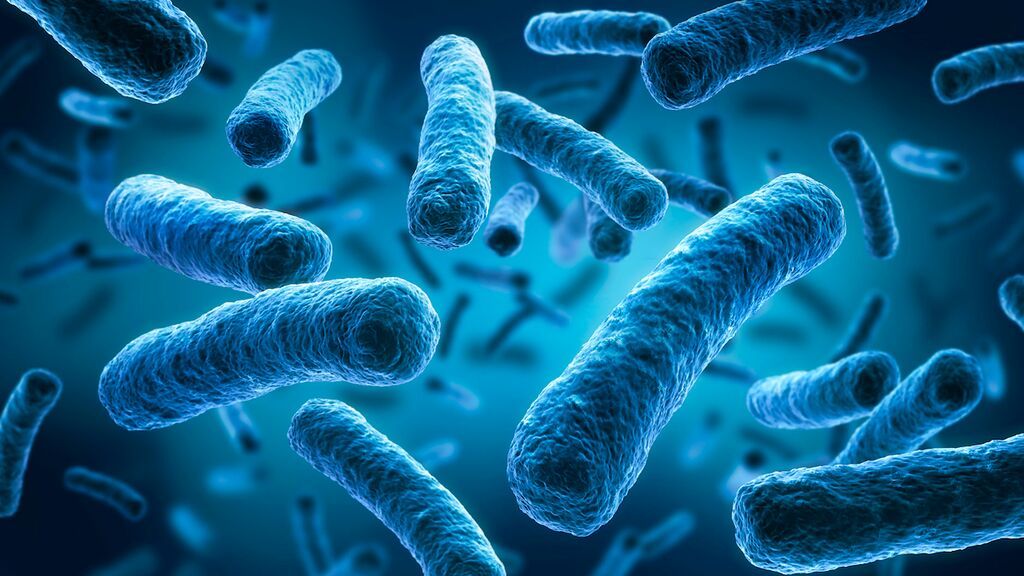 La relación de la microbiota y la obesidad