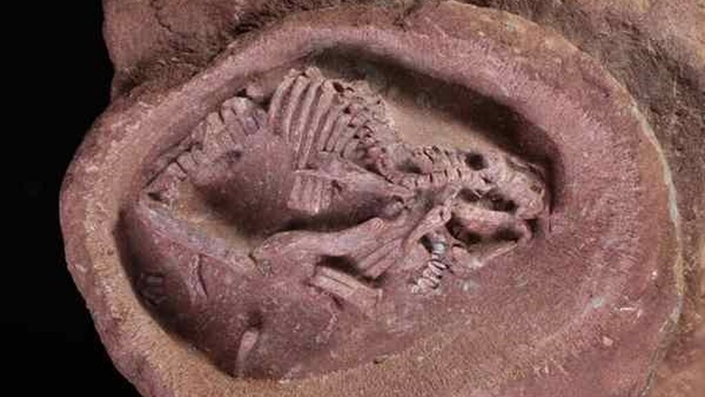 Hallan dos fósiles que contienen el embrión de dinosaurio con pico de pato más completo jamás registrado científicamente