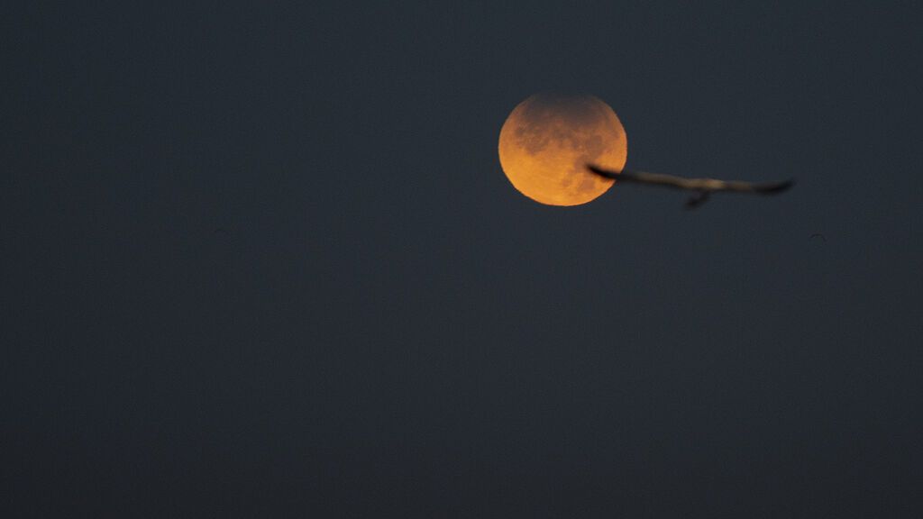 Una gaviota vuela en el cielo donde se observa un eclipse lunar parcial desde A Coruña, a 19 de noviembre de 2021