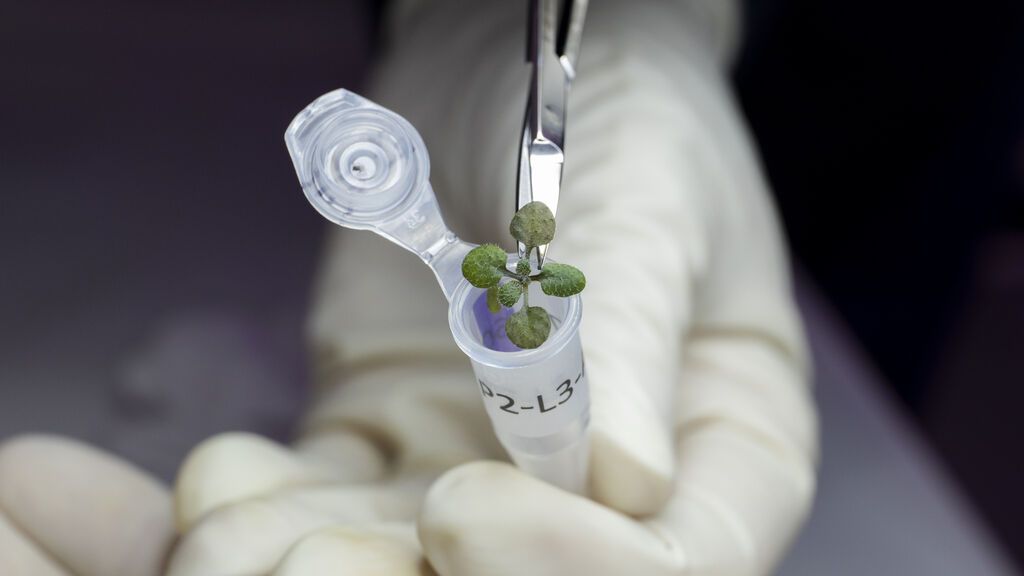 Planta cultivada durante el experimento en un vial para un eventual análisis genético.