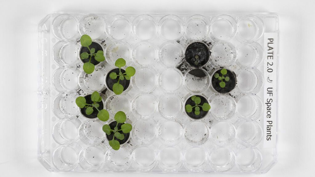 Diferencias entre las plantas cultivadas en suelo lunar (derecha) y en suelo volcánico (izquierda)