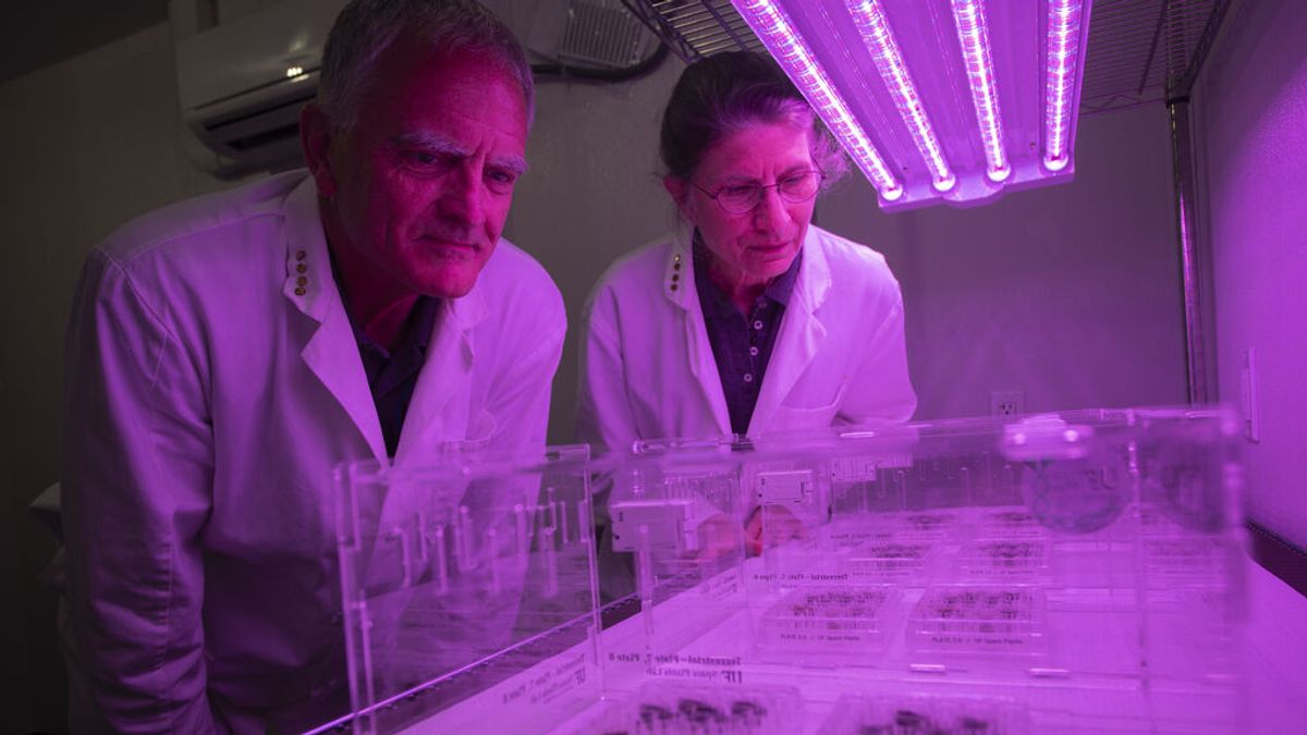 La NASA logra cultivar plantas en suelo lunar La NASA logra cultivar plantas en suelo lunar