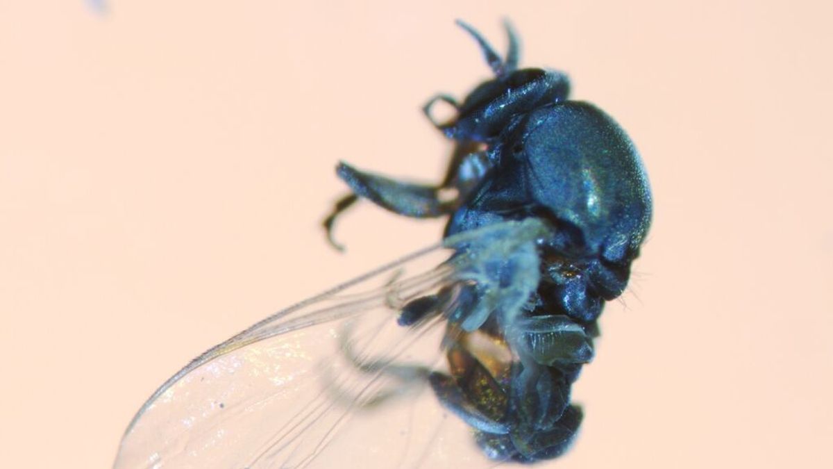 Alertan del riesgo de la mosca negra para la salud pública en España