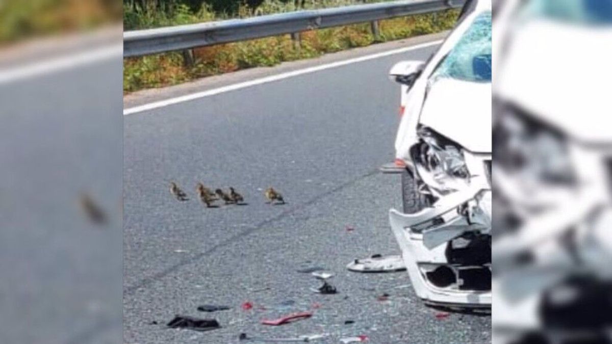 El diputado socialista Gonzalo Caballero sufre un accidente al cruzar unos patos la AP-9 El diputado socialista Gonzalo Caballero sufre un accidente al cruzar unos patos la AP-9